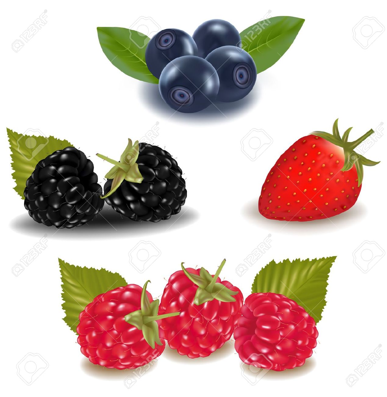 Blueberry clipart vector. Blackberry fruit pencil and
