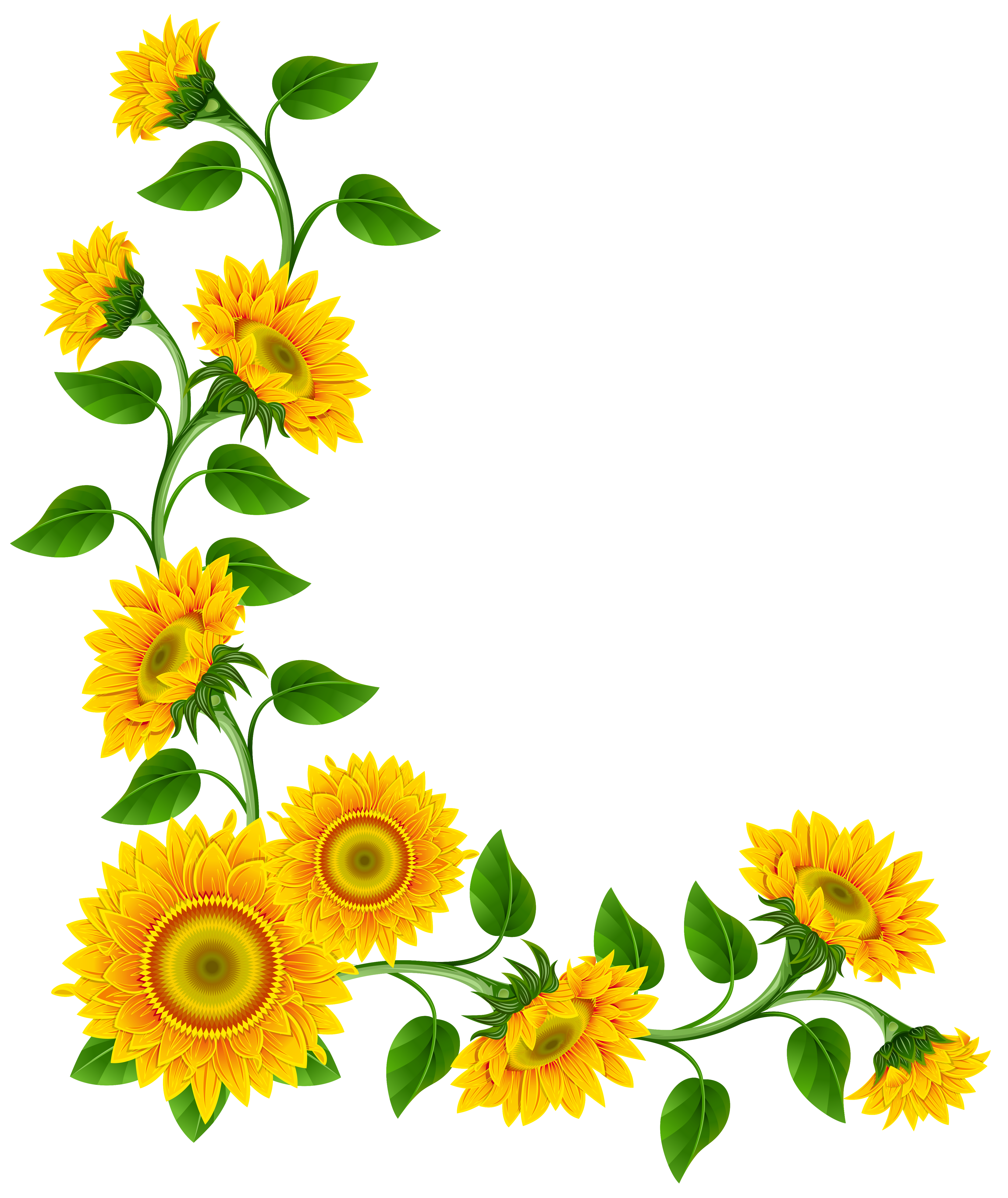 Sunflower border decoration png. Woodland clipart boarder