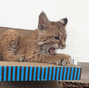 Bobcat clipart animation. Gif kitten yawn animated
