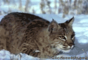 Bobcat clipart animation. Failed attack hilariousgifs com