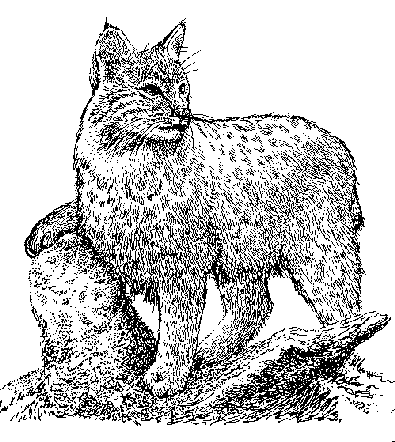 Bobcat clipart black and white. Sheep predators lynx rufus