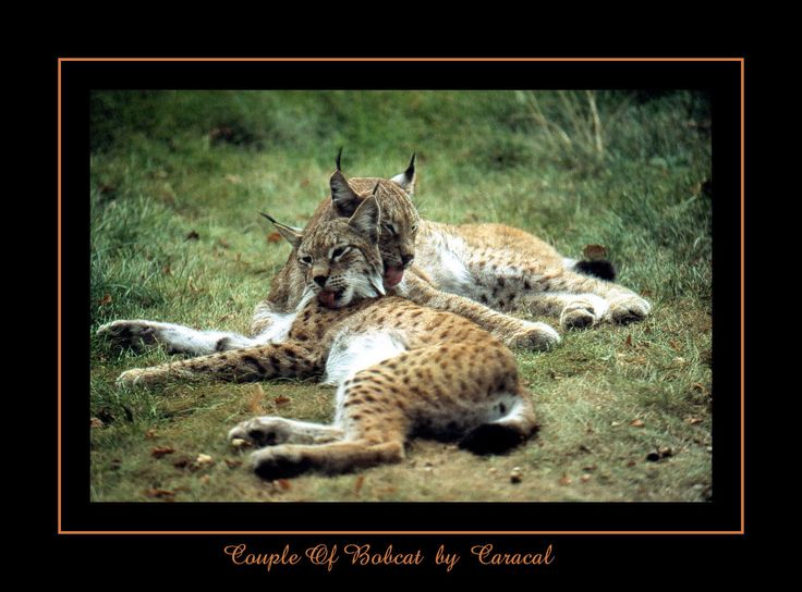 Bobcat clipart caracal.  best lynx and