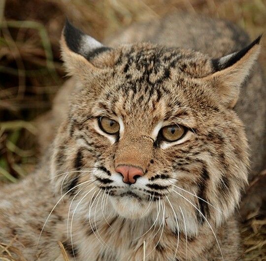 Bobcat clipart caracal.  best bobcats lynx