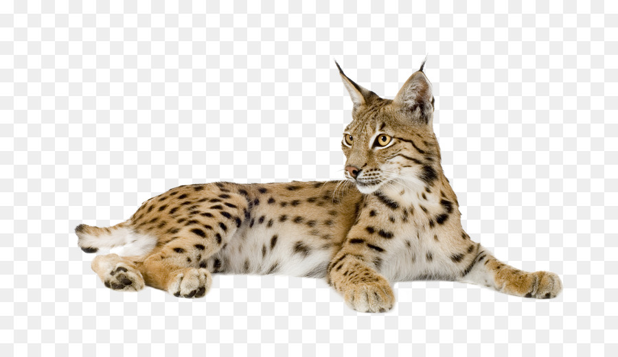 Felidae wildcat stock photography. Bobcat clipart caracal