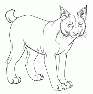 How to bobcats step. Bobcat clipart draw