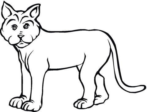 Coloring page free printable. Bobcat clipart lynx