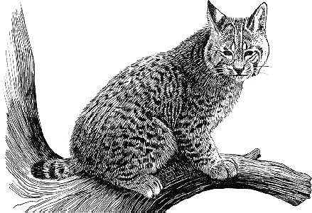 Bobcat clipart lynx. Black and white pencil