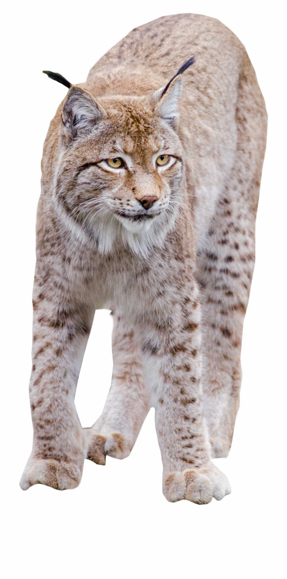 Bobcat clipart transparent. Lynx standing background free