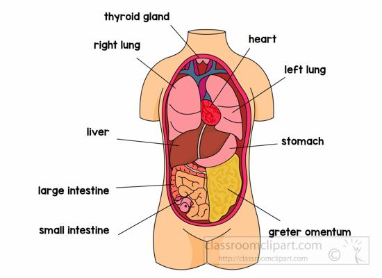 Human organ location labeled. Body clipart anatomy