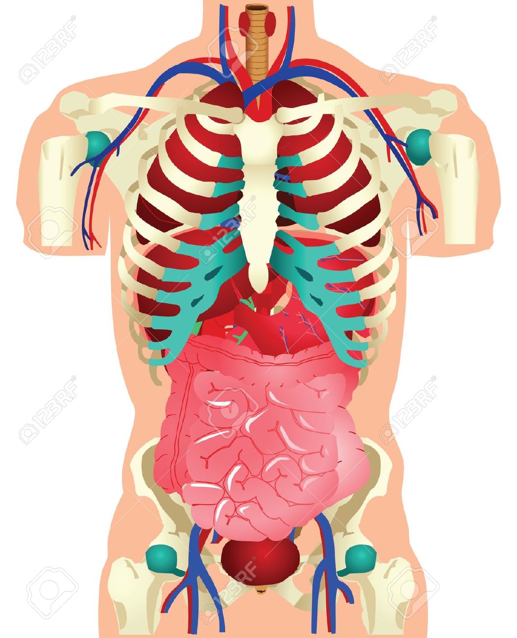 . Body clipart anatomy