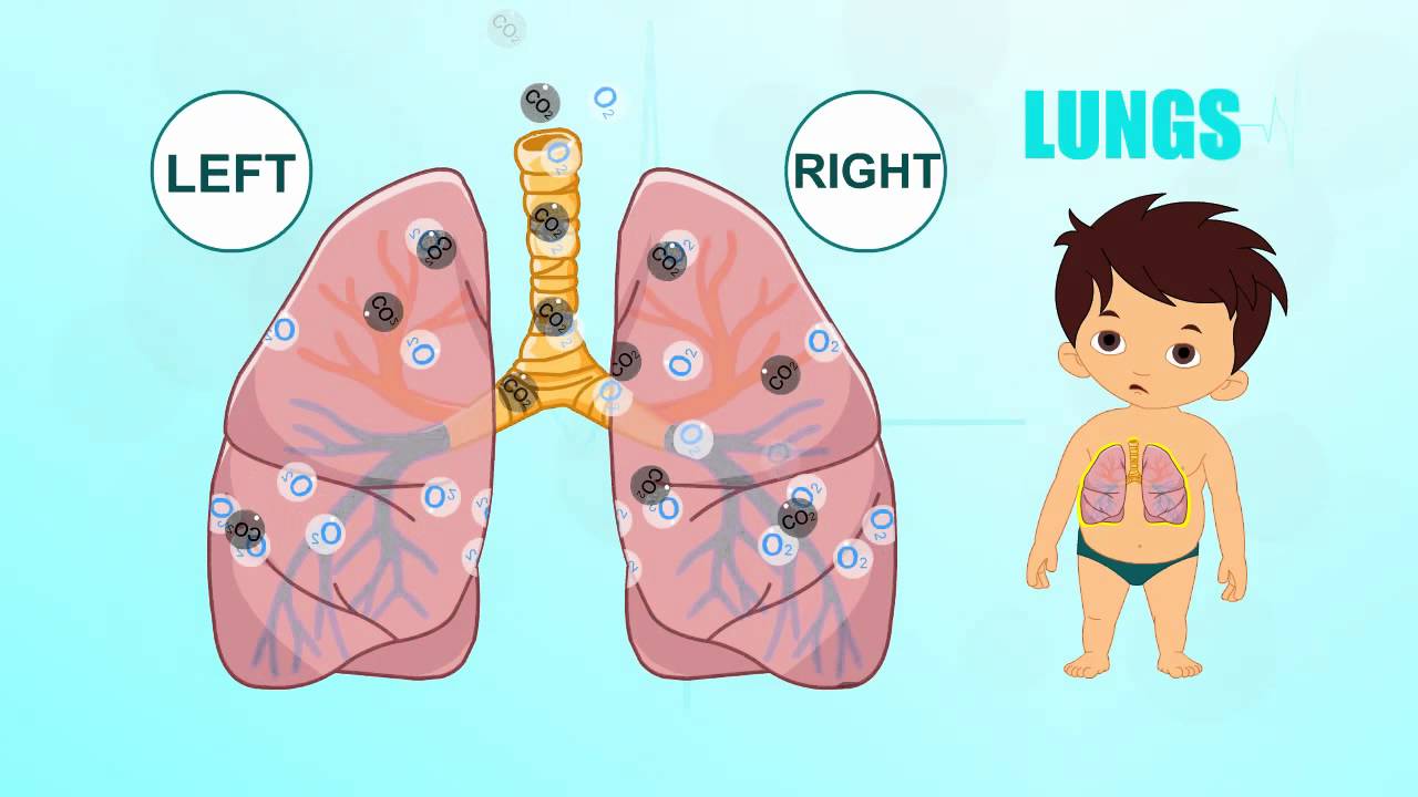 Lungs human parts pre. Body clipart animated