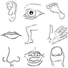 Image result for parts. Body clipart black and white