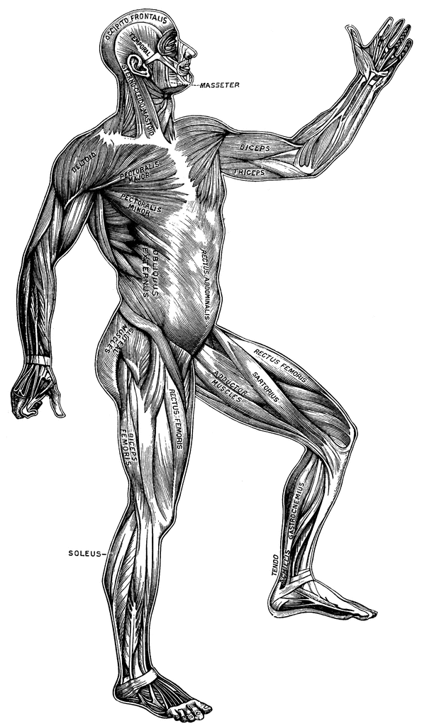 Body clipart body movement. Superficial muscles of the