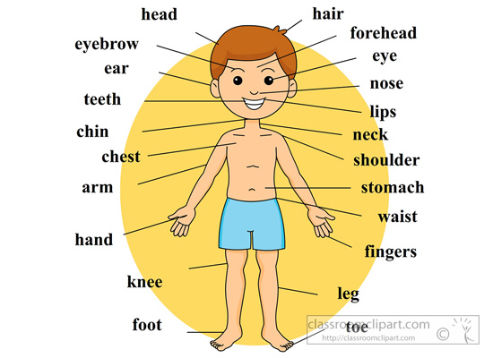 Anatomy boy parts labeled. Body clipart body part