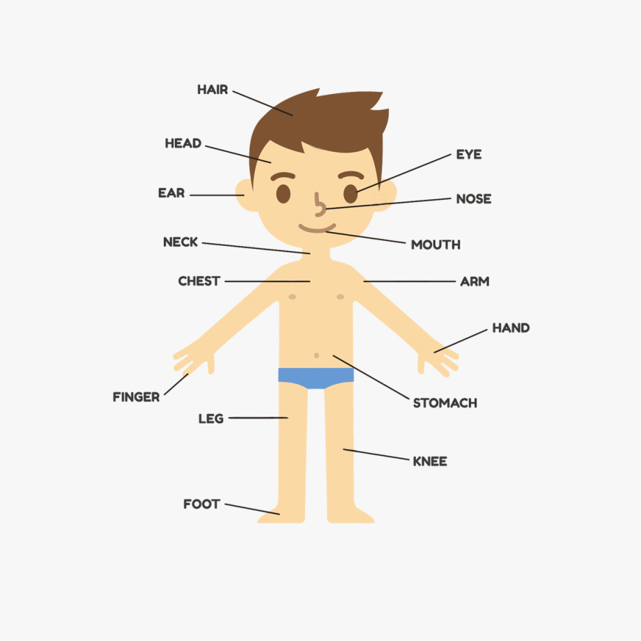 Parts png of the. Body clipart body part