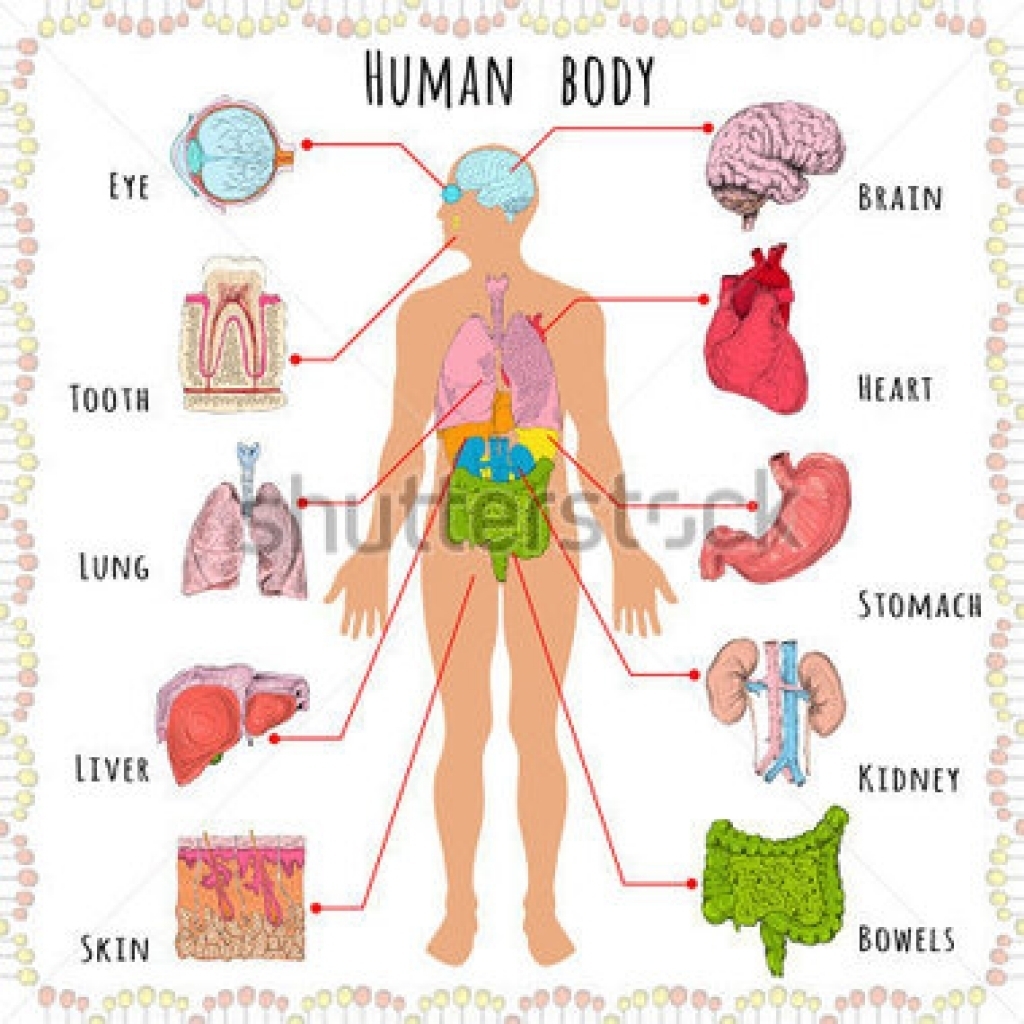 body clipart body structure