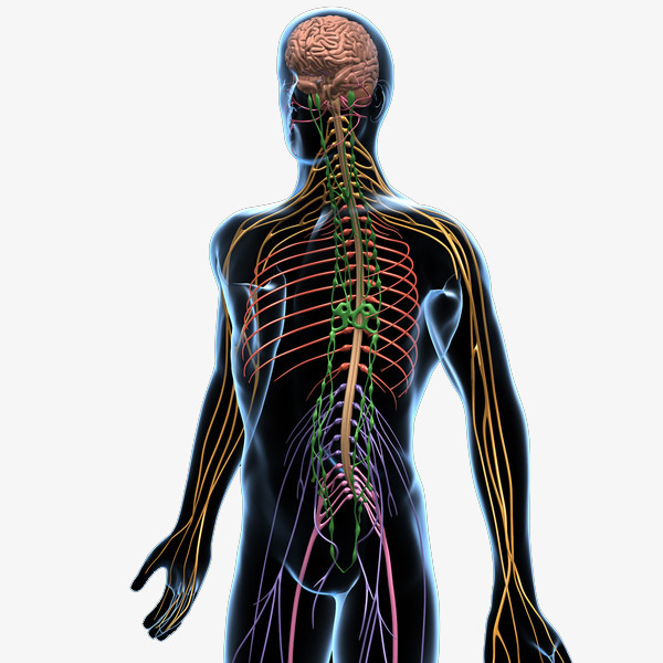 Human is the side. Body clipart body structure