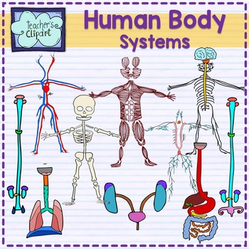 Human systems bundle science. Body clipart body system