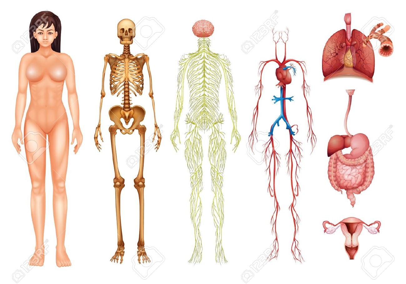 Body clipart body system. Picture of human organs