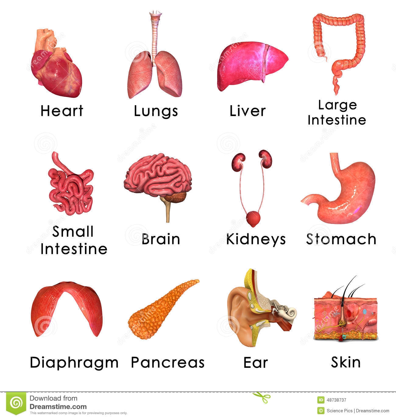 Organ systems of the. Body clipart body system