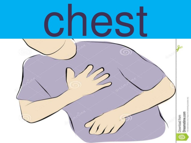 Parts and practice arm. Body clipart chest
