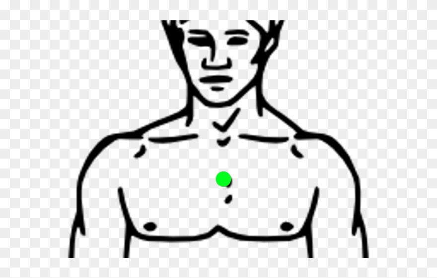 body clipart chest