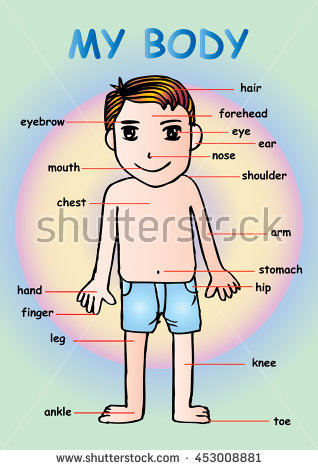 Body clipart cute. Parts of the for