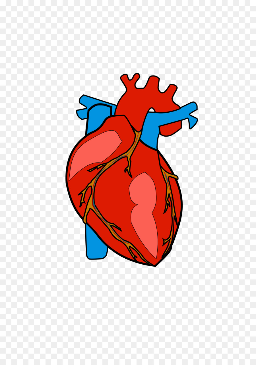 Body clipart heart. Anatomy clip art cliparts