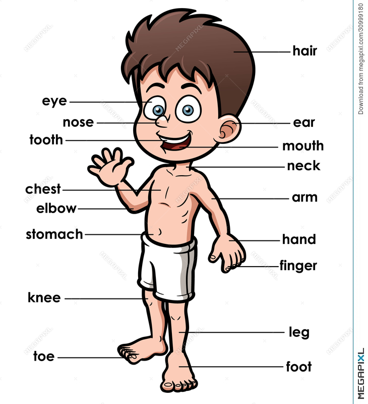 Body clipart illustration. Vocabulary part of megapixl
