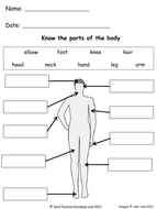 Parts of the lesson. Body clipart labelling