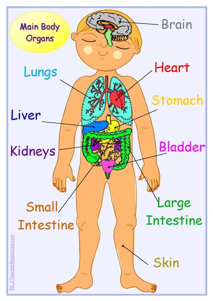 Body clipart labelling. Human picture outline and