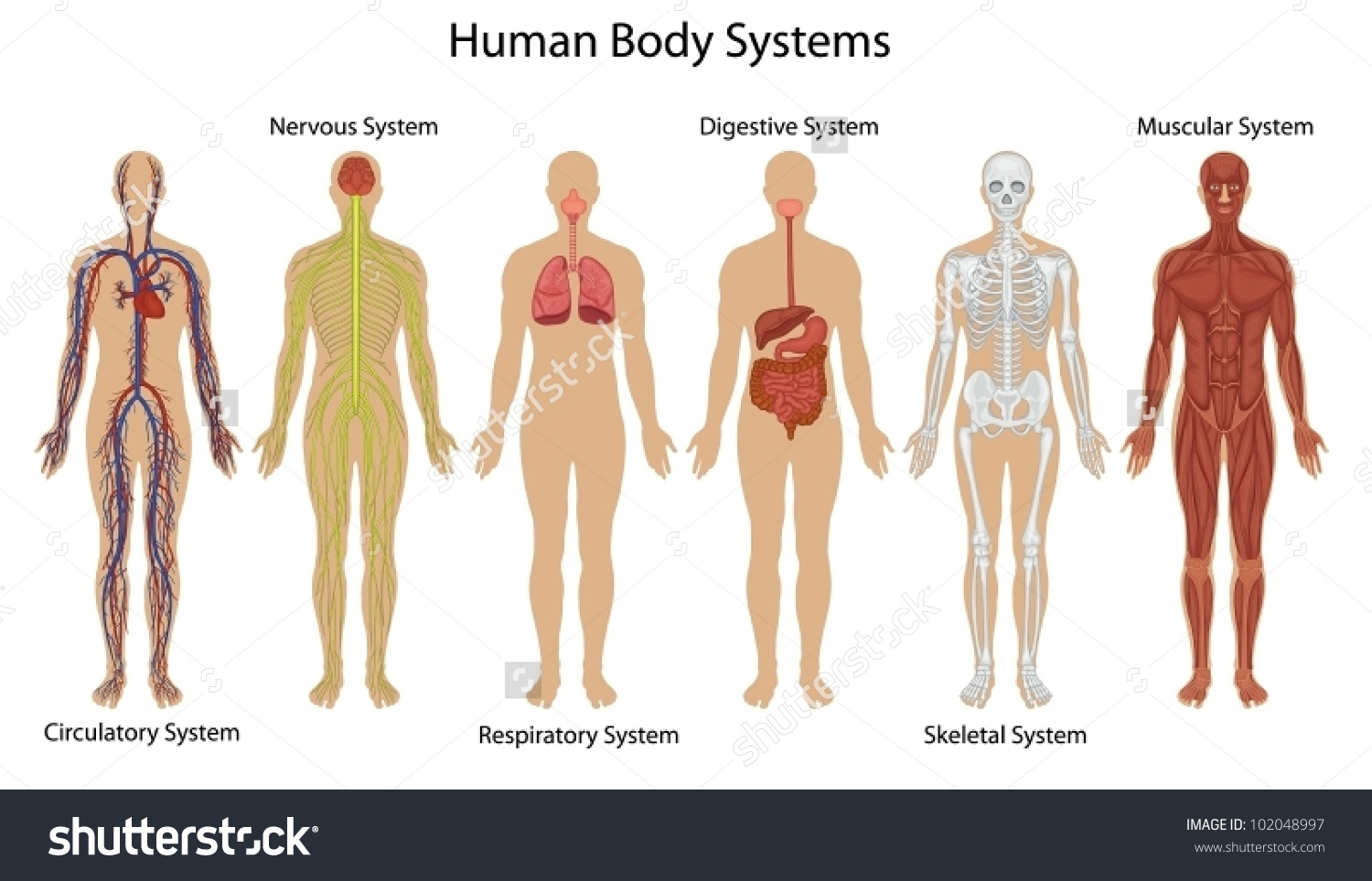 Human systems for kids. Body clipart organ
