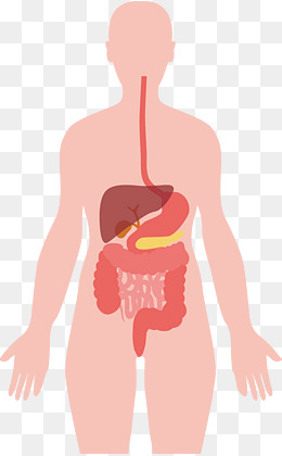 Internal organs png vectors. Body clipart organ
