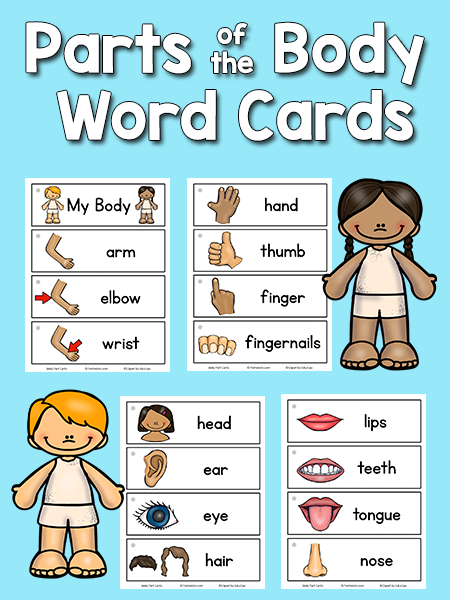 Body clipart preschool. Parts picture word cards