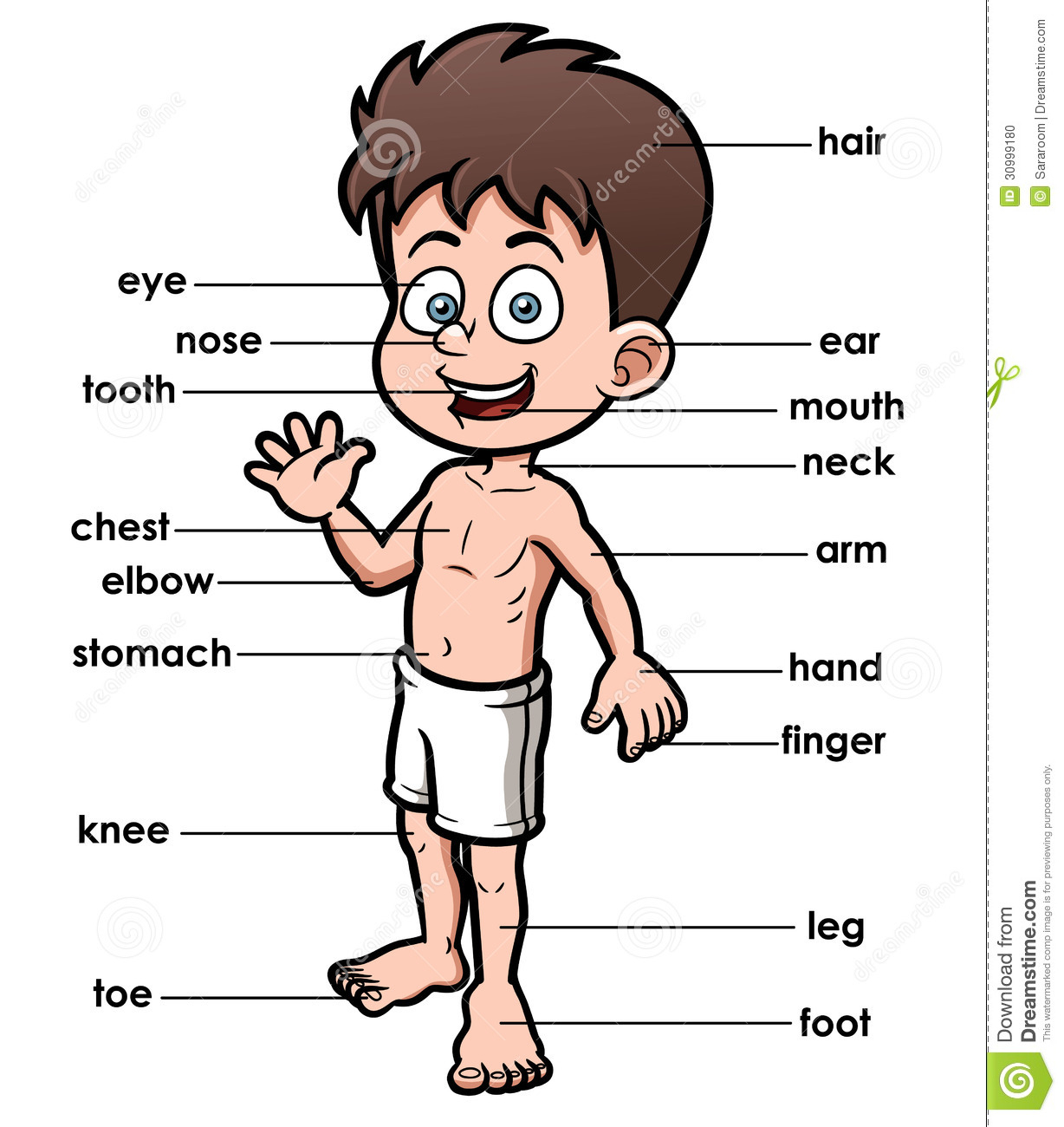  collection of parts. Body clipart preschool