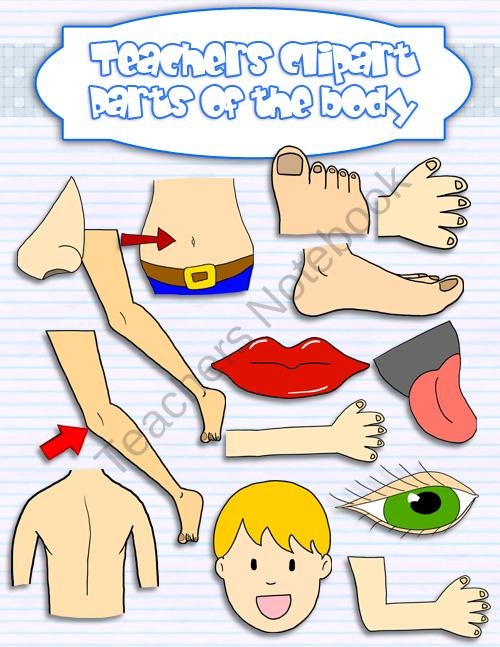 Clip art the and. Body clipart puzzle