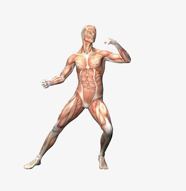 Body clipart skin. Parts nervous system artwork