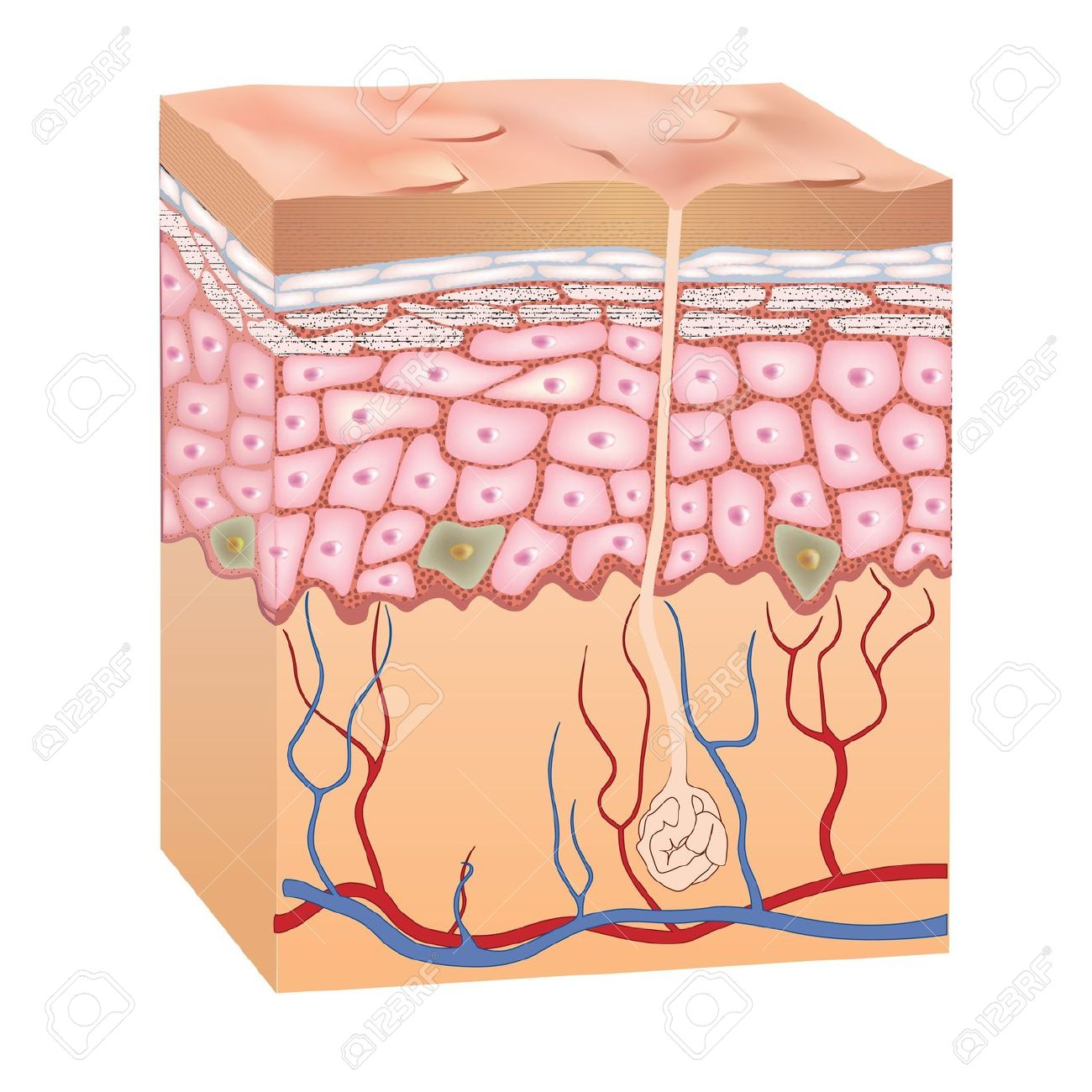Body clipart skin. Humane tissue structure layers