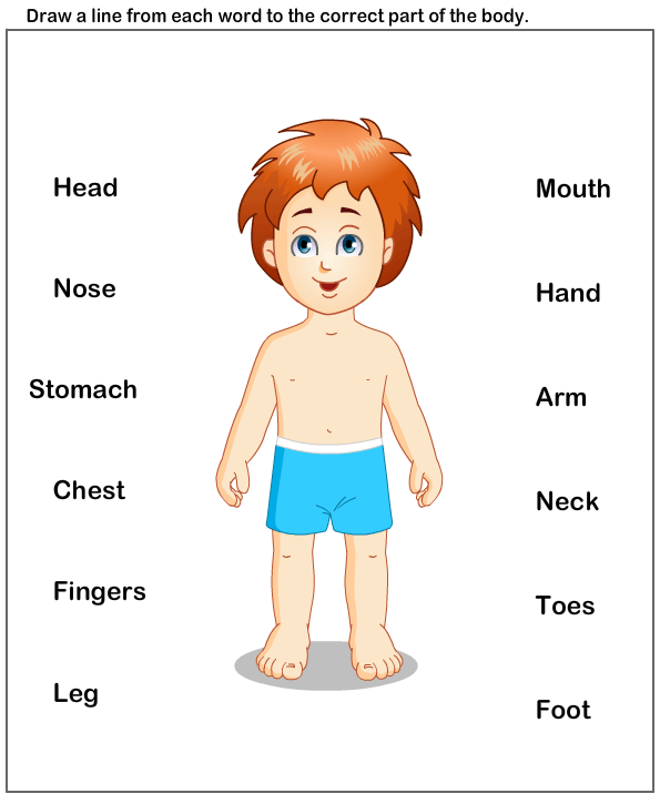 body clipart worksheet