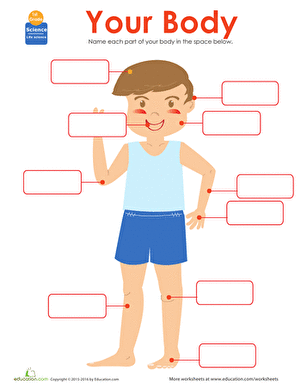 Body clipart worksheet. Parts of the human
