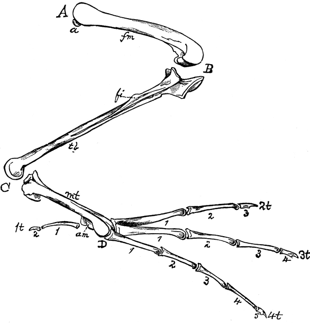 Bones of a s. Bone clipart bird
