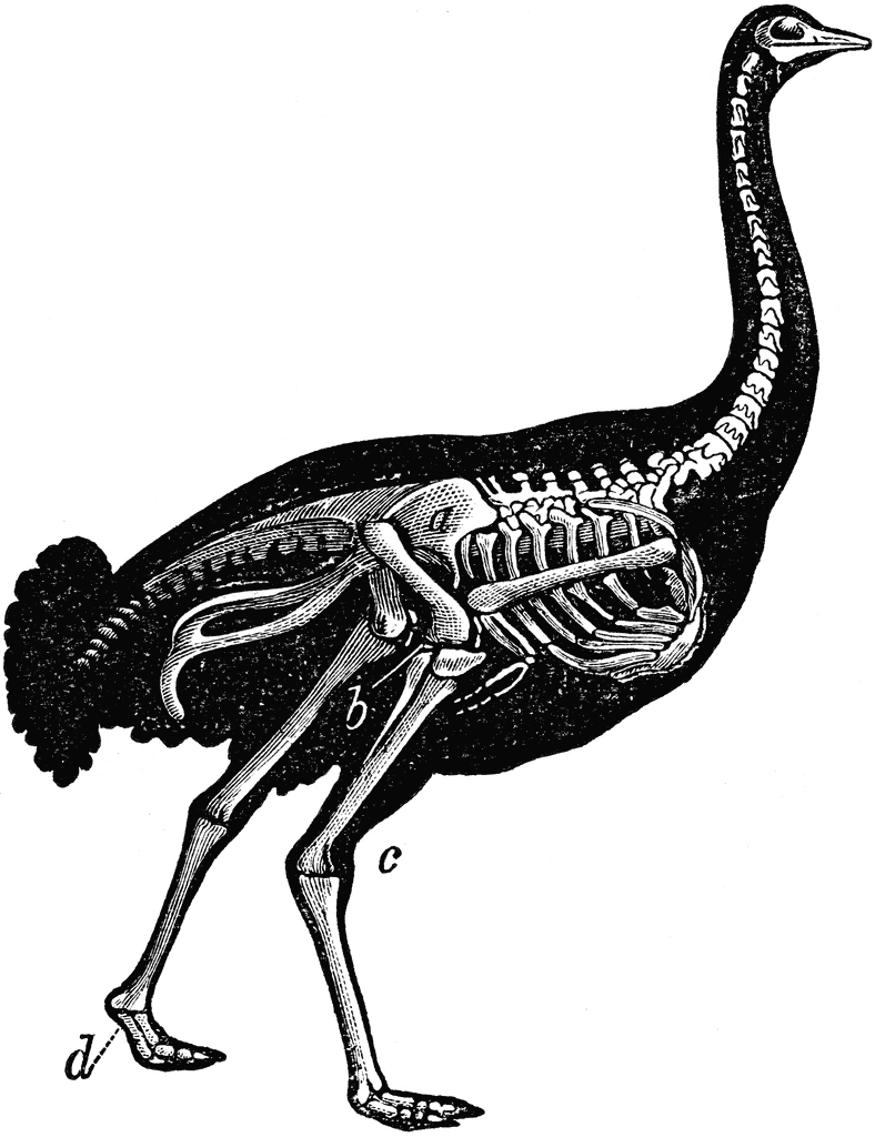 Bone clipart bird. Skeleton of ostrich etc