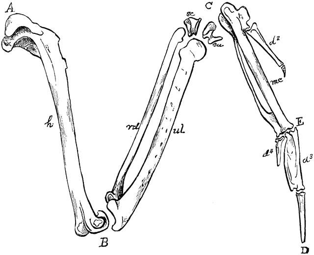 The bones of right. Bone clipart bird