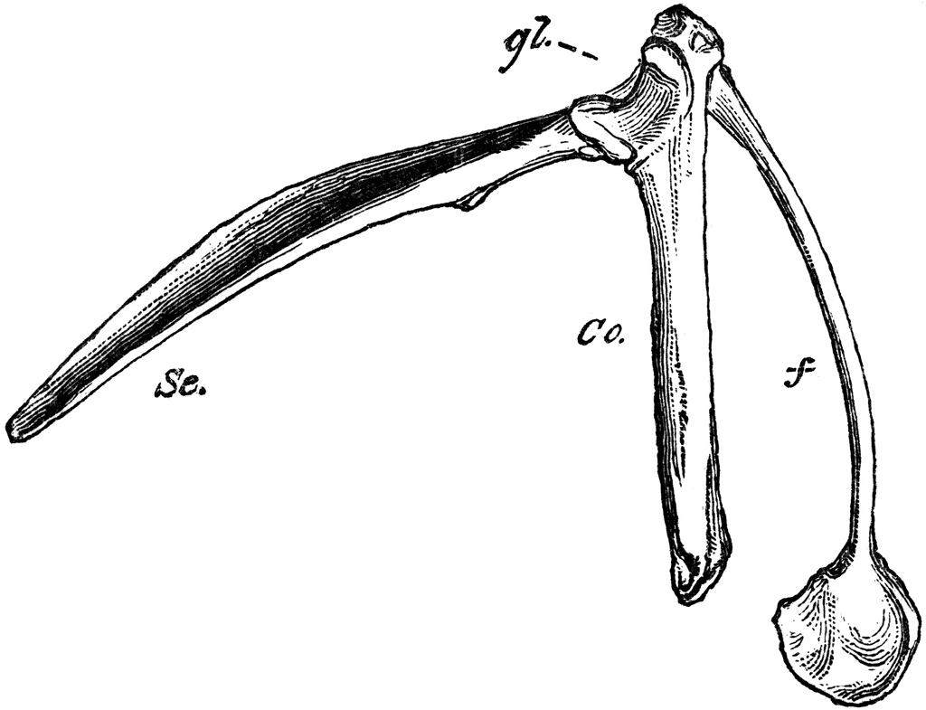 Pectoral arch of a. Bone clipart bird