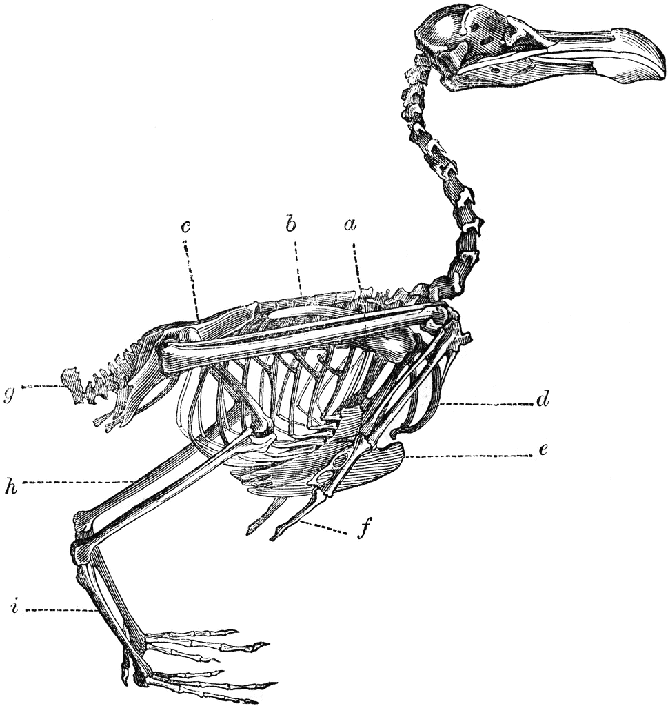 Bone clipart bird. Skeleton of a etc