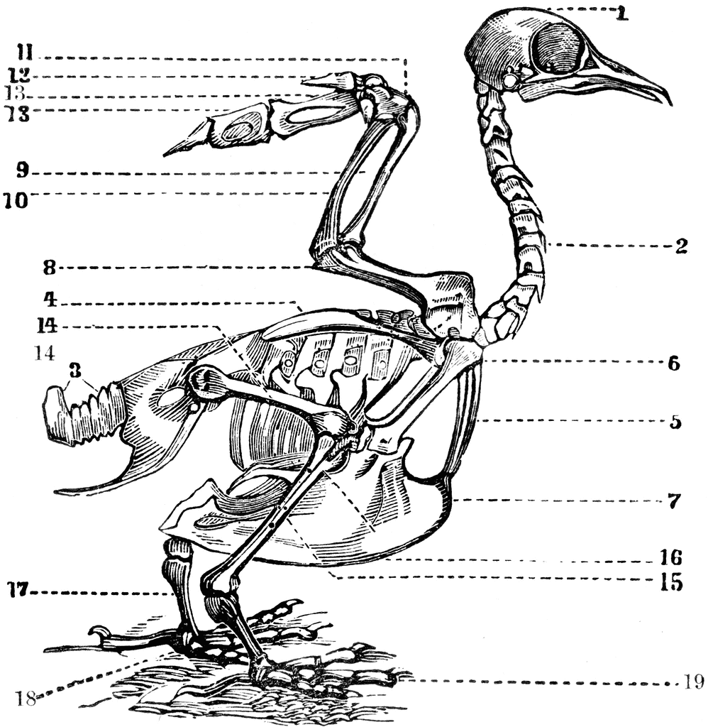 Bone clipart bird. Anatomy of skeleton etc