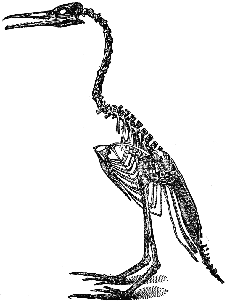 Skeleton animal skeletons and. Bone clipart bird
