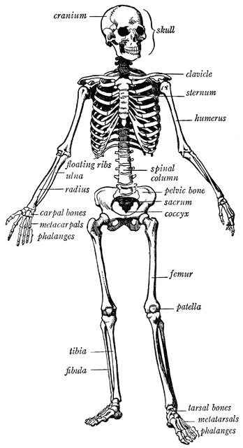 Bone clipart body. Human skeleton etc