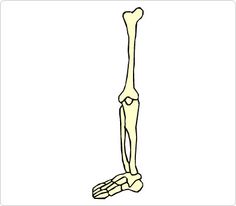 Bones hand clip art. Bone clipart body