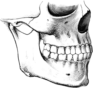 Teeth etc. Bone clipart bone tooth